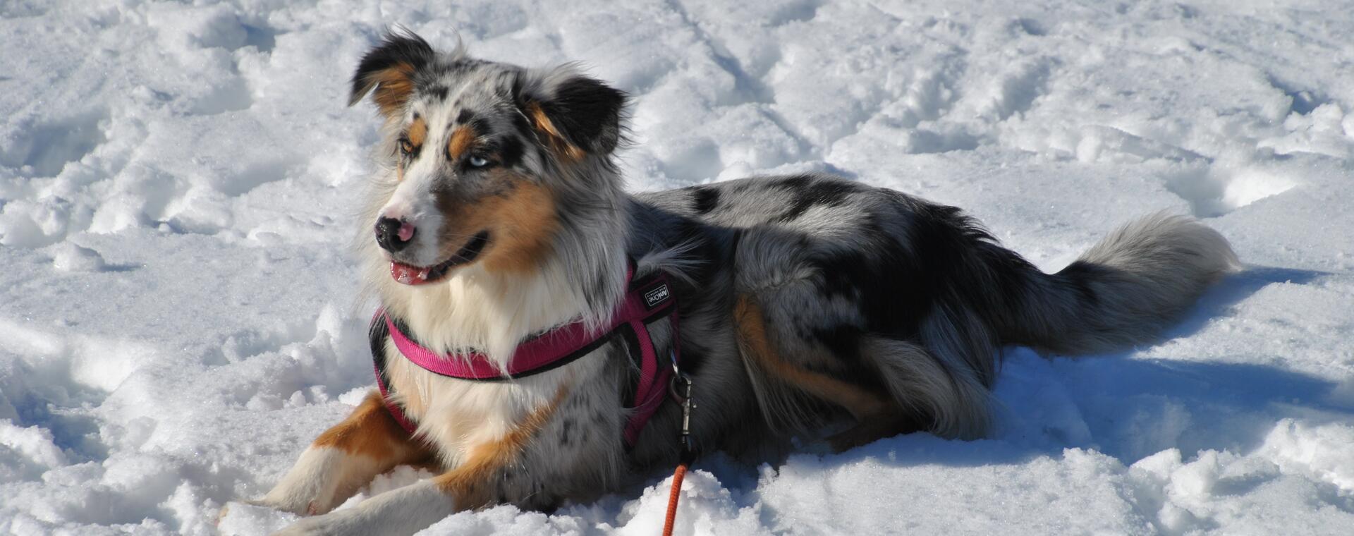 Hund im Winterurlaub Saalbach