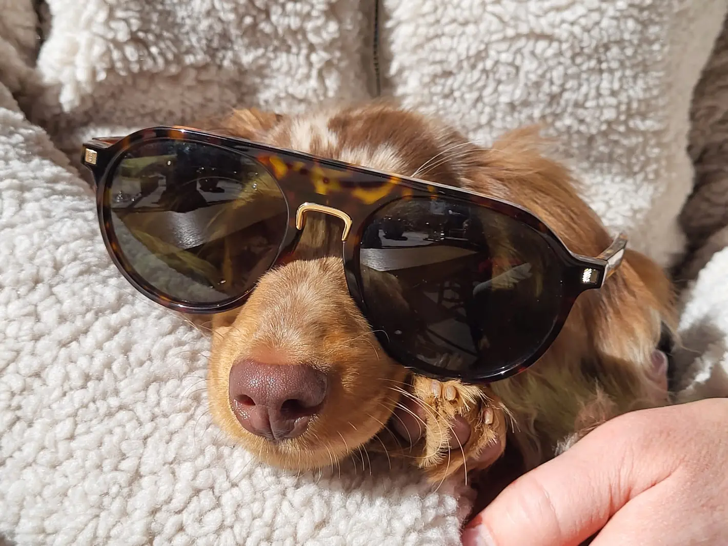 Brauner Dackel mit Sonnenbrille liegt auf einer grauen Decke