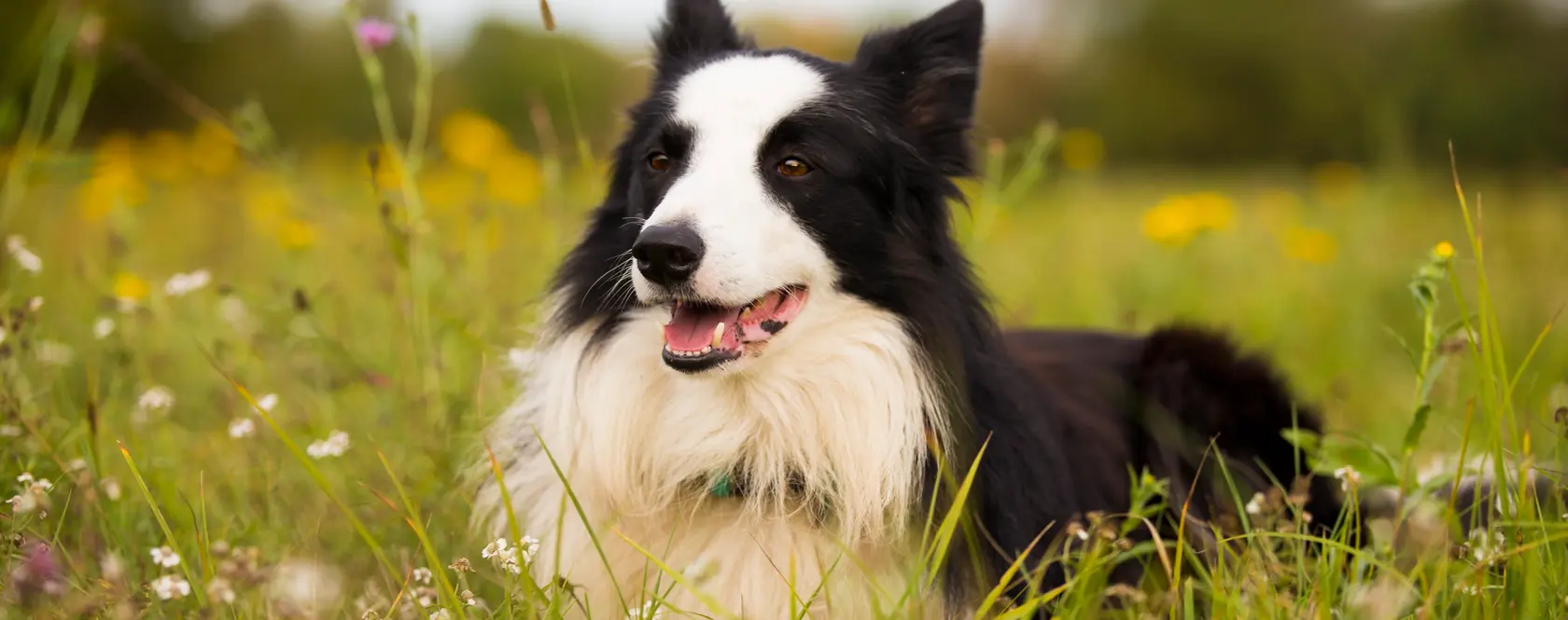 Schwarz-weißer Border Collie liegt im grünen Gras
